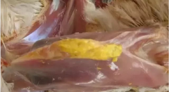 現(xiàn)在青年雞最嚴重的是什么？