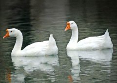 養(yǎng)鵝禁忌有哪些？看看你中了幾條！