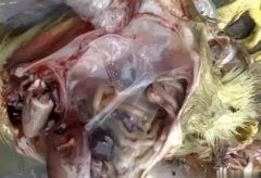 黃病毒在南方各個(gè)地區(qū)多發(fā)，這里帶你了解黃病