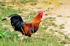 肉雞養(yǎng)殖成本要如何控制？