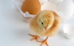 肉雞科學用藥指導?。夹g）