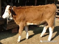 肥牛養(yǎng)殖過程中存在的問題，應(yīng)該如何進(jìn)行解決