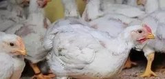 支原體感染的發(fā)展過程及臨床癥狀！！!