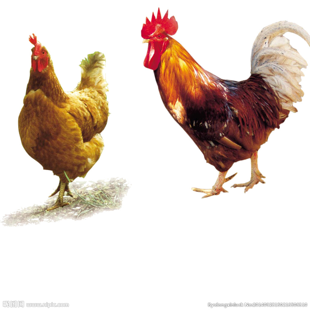  提高肉鴨養(yǎng)殖效益！這八個飼養(yǎng)管理要注意了?。夹g） 